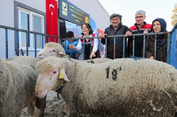 Aliağa Belediyesi'nden Üreticilere Koç Desteği Galeri