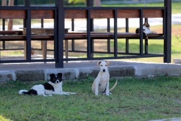 Aliağalı Öğrencilerden Pati Park’a Ziyaret Galeri