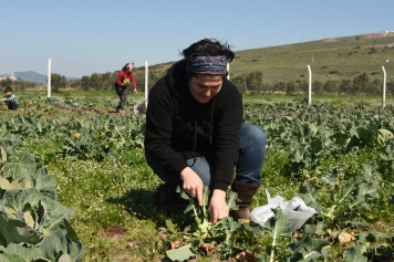 Aliağa’da Tarım Ekonomisi Gün Geçtikçe Büyüyor Galeri